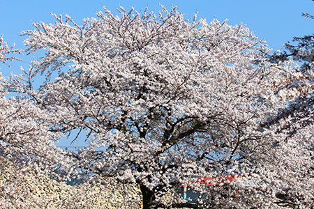 H26.4.14新江の桜満開（上流）8