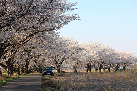 H26.4.14新江の桜満開（下流）