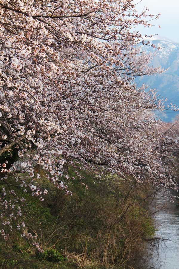H27新江の桜（七分咲き）4