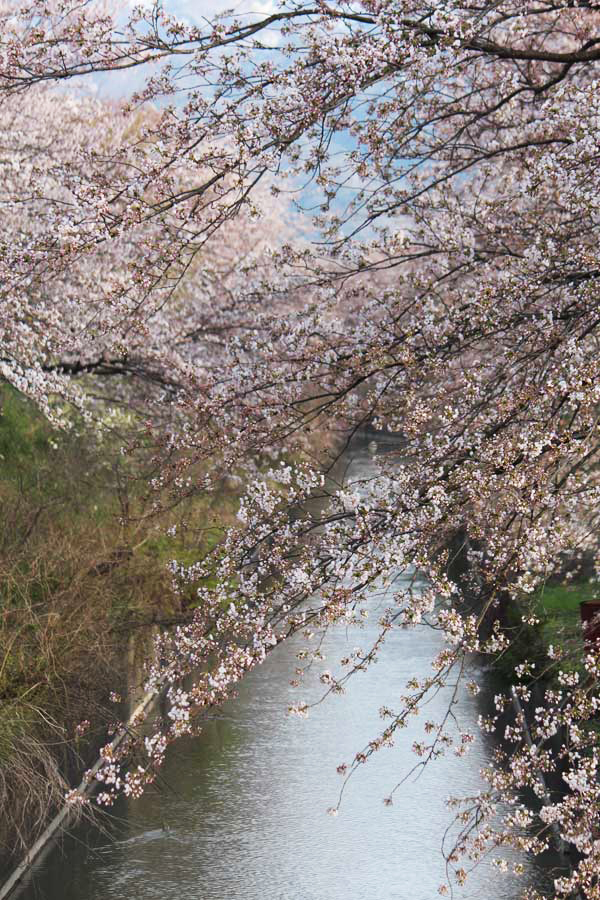 H27新江の桜（七分咲き）6