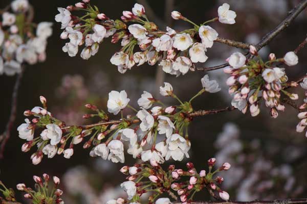 H27新江の桜（七分咲き）8