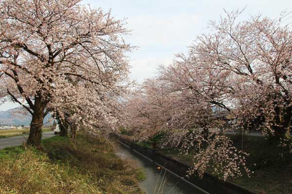 H27新江の桜（七分咲き）3