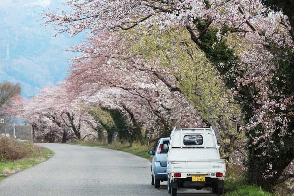 H27新江の桜（七分咲き）9