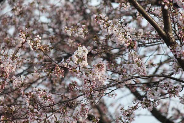 H27新江の桜（七分咲き）7