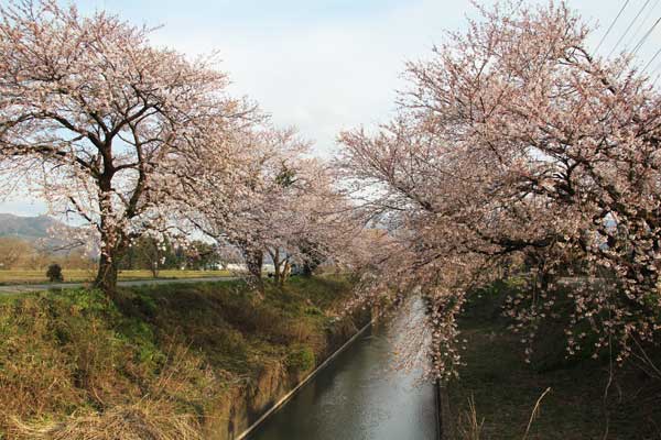 H27新江の桜（七分咲き）5