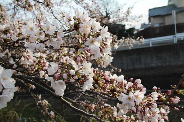 H27新江の桜（七分咲き）1