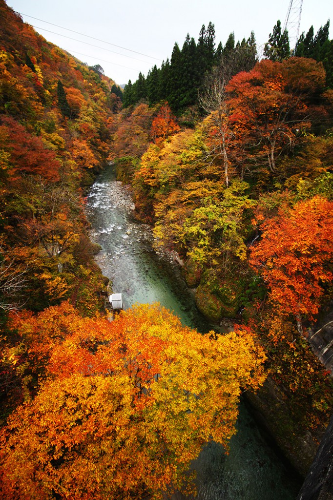 実川(さねかわ)渓谷の紅葉がすごい！！2016年11月8日現在の紅葉状況です★ 阿賀野川え～とこだ！流域通信