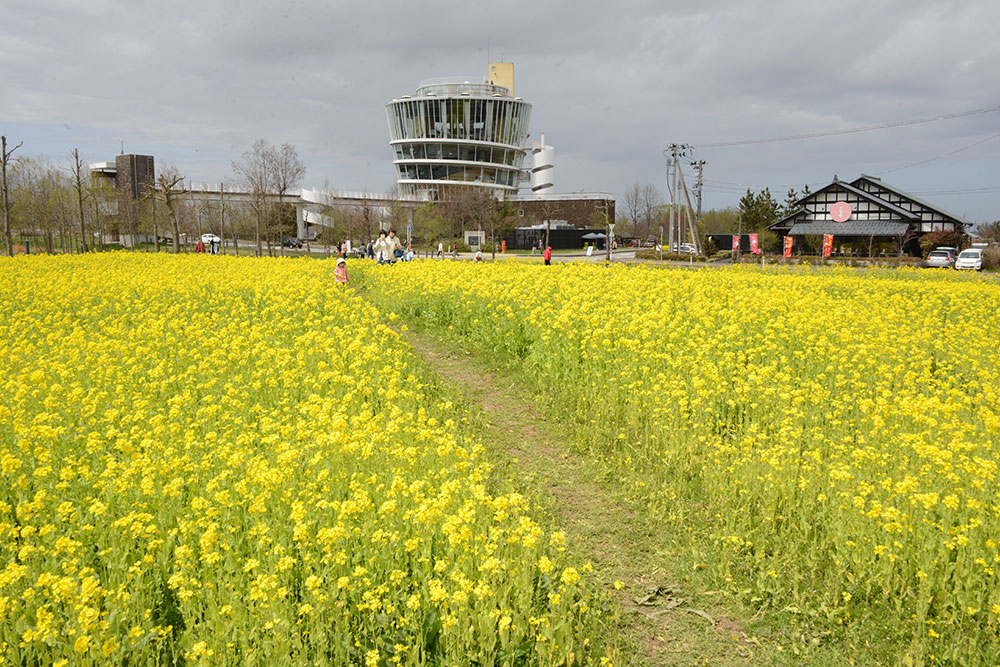 福島潟の菜の花が見ごろを迎えています 18年4月13日現在 阿賀野川え とこだ 流域通信