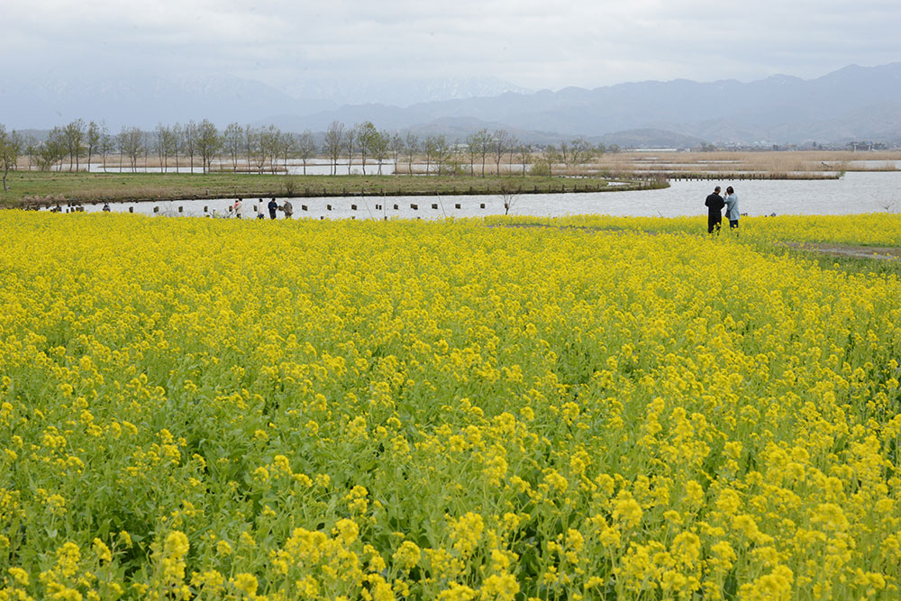 福島潟の菜の花が見ごろを迎えています 18年4月13日現在 阿賀野川え とこだ 流域通信