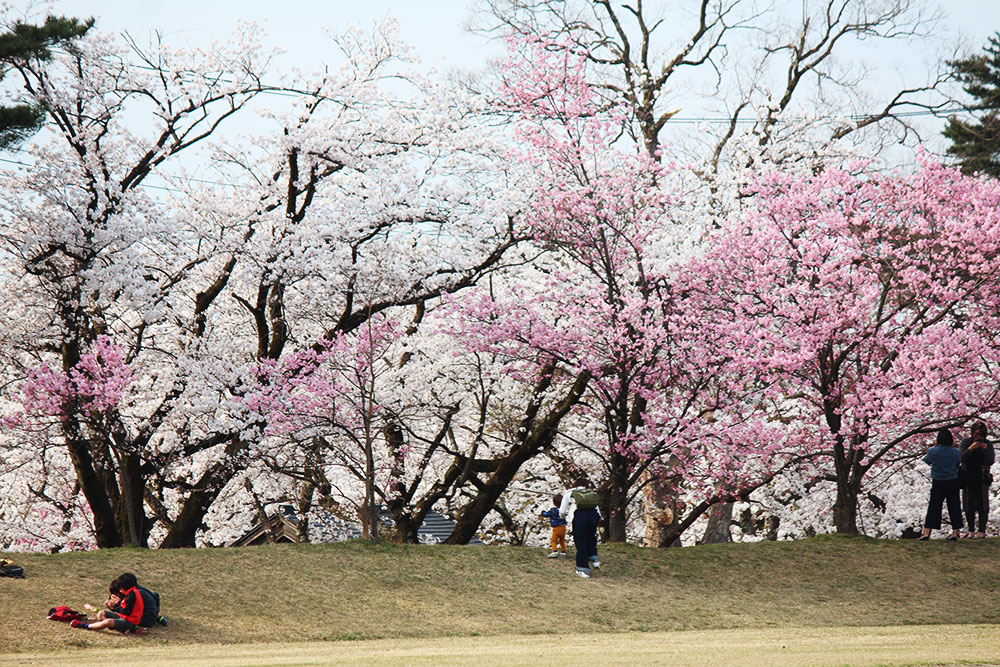 19 4 4 4 21 五泉市 村松公園桜まつり開催 阿賀野川え とこだ 流域通信