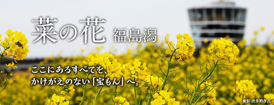 見頃です 菜の花の開花状況 イベント情報 福島潟 17 4 現在 阿賀野川え とこだ 流域通信