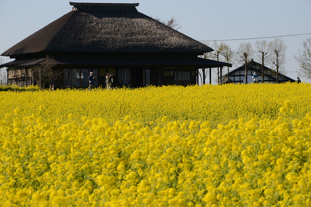 福島潟の菜の花が見ごろを迎えています 写真は19年4月16日現在 阿賀野川え とこだ 流域通信