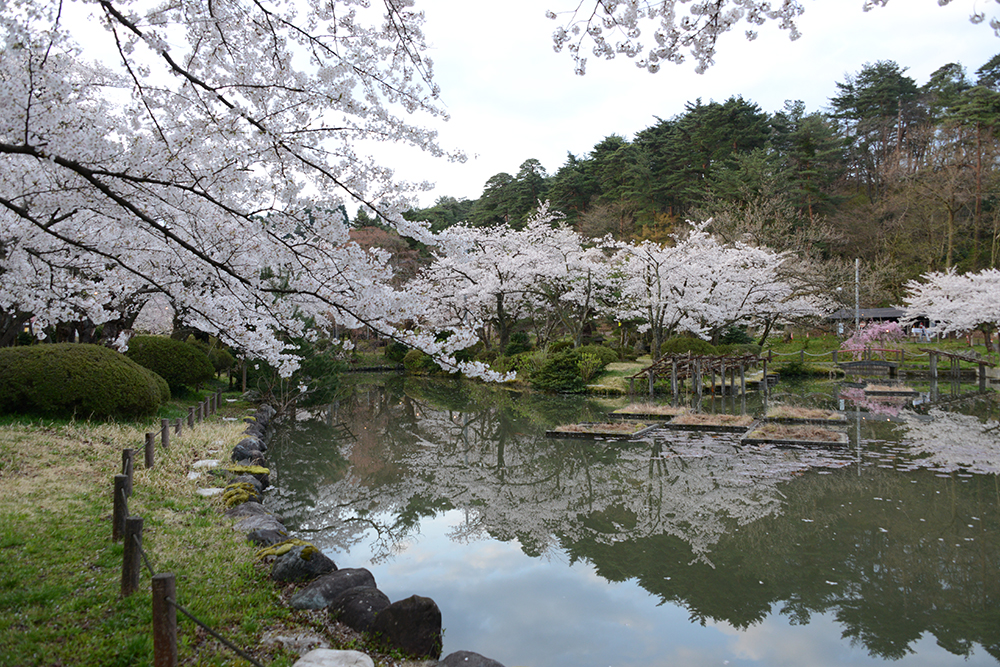 五泉市 村松公園の桜 小山田彼岸桜樹林の様子 写真は年4月12日現在 阿賀野川え とこだ 流域通信