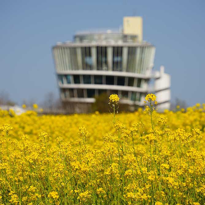 福島潟の菜の花が見ごろを迎えています☆（※写真は2024年4月13日現在