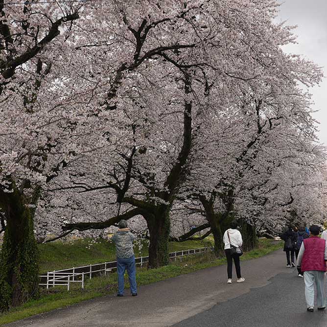 2025.10.11天草木木石　新潟阿賀野産ピクチャーストーン Forest light 6 | Artston gallery