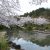 五泉市・村松公園の桜＆小山田彼岸桜樹林の様子♪（※写真は2020年4月12日現在）