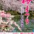 【2022.4/2～4/17】五泉市・村松公園桜まつり開催！