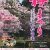 【2023.4/1～4/16】五泉市・村松公園 桜まつり開催！