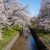見頃です♪もうすぐ満開！阿賀野市・新江の桜並木 開花状況（※写真は2024.4.10現在）